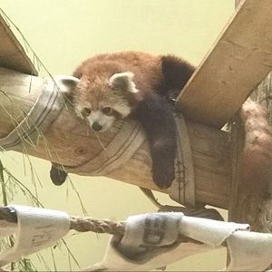 Meet your Posher, Dana